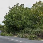 Zeleni_povrsini_09232020005